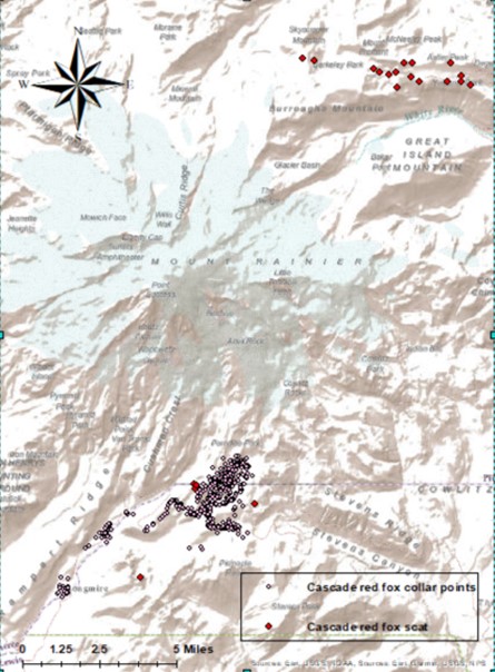 A map of the Cascades mountain range showing collar points and scat collections of the Cascade red fox, data that the author partially attributes to her use of traditional ecological knowledge. 